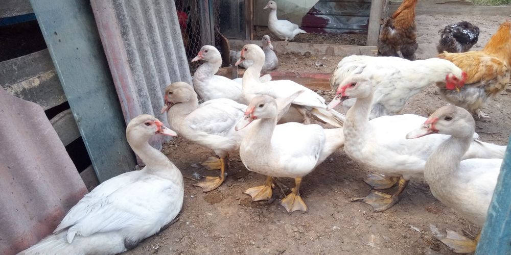 Продам кроликов на развод и мясо Индоутки селезни и уточки цвет Лаванд