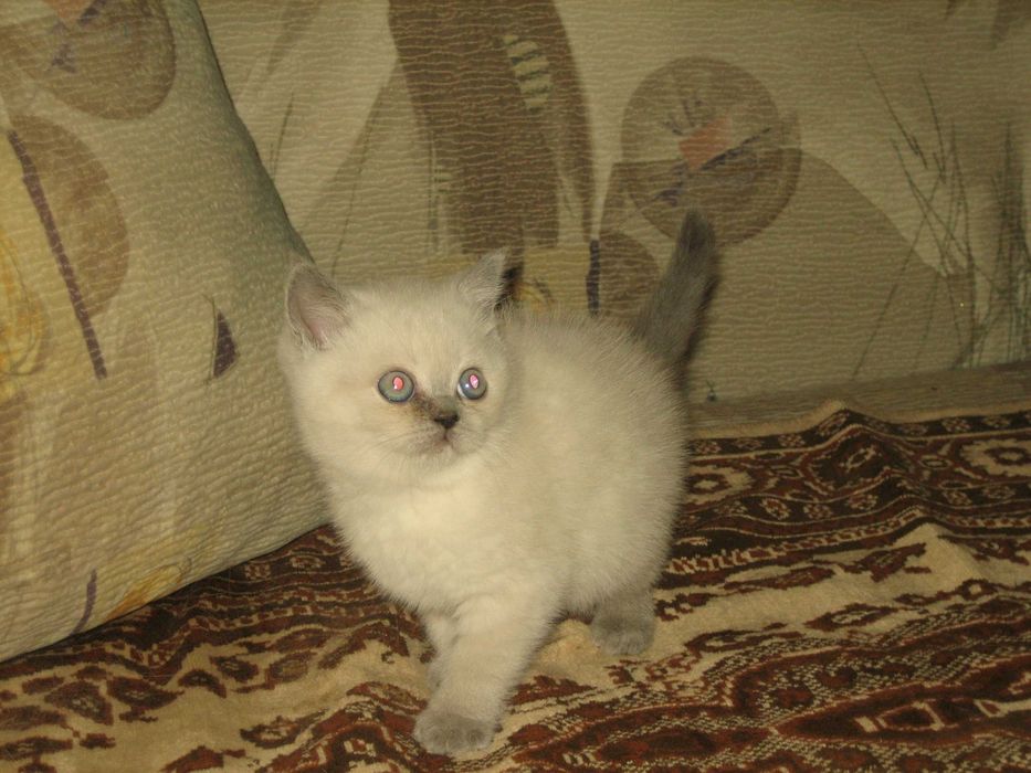 шатландские и британские котята