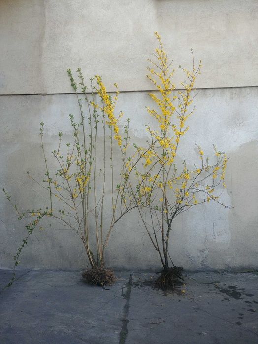 Sadzonka Forsycja sadzonki forsycji