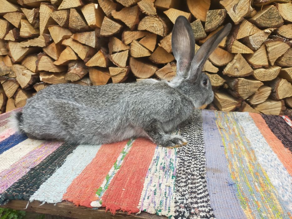 Кролі на плем'я Шиншила. Кролики, молодняк,кітні самки, робочі самці