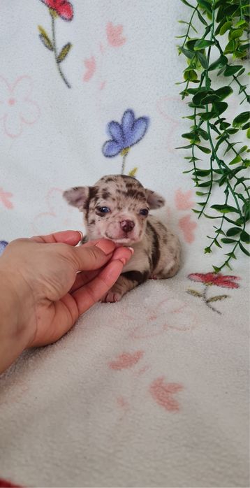 Excecional menino mini merle Chihuahua/Chiuaua de Qualidade