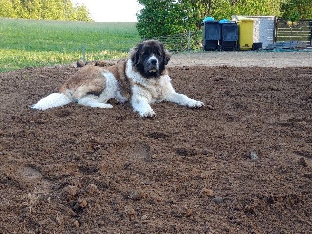 Pies Moskiewski Stróżujący nie Bernard