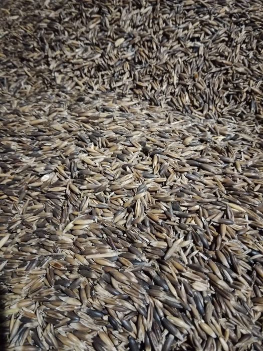 Sprzedam Zboża sezon  2025