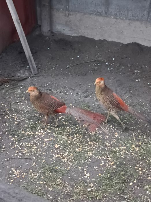 Zadbane i  ładne bażanty