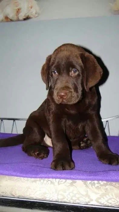 Labrador Retriever ZKwP/FCI - czekoladowa dziewczynka  GOTOWA DO ODBIORU