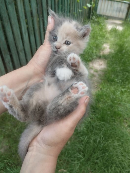 Віддам в добрі руки кошенят!