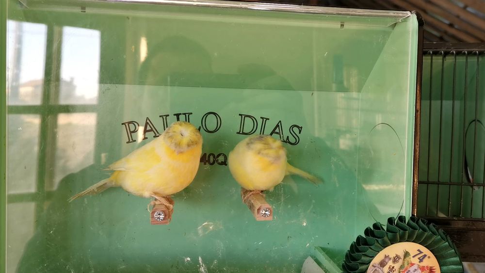 Glosters Machos Grizzly