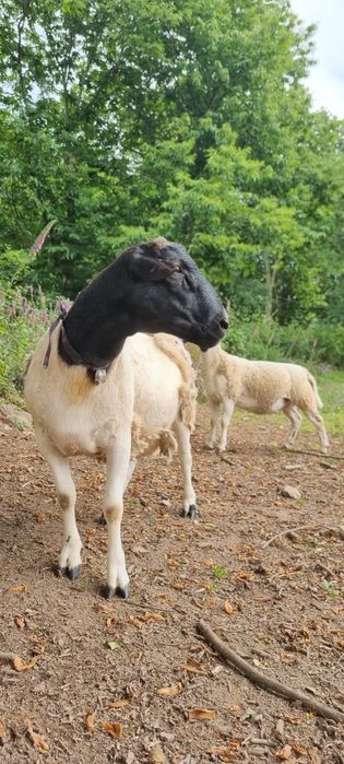 Borrego x Dorper