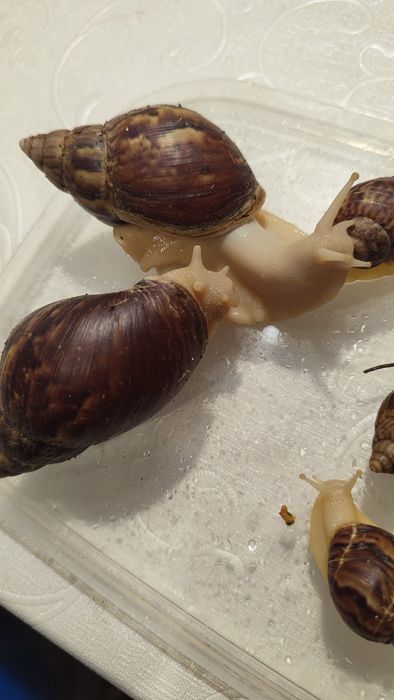 Равлики Ахатіни, равлики