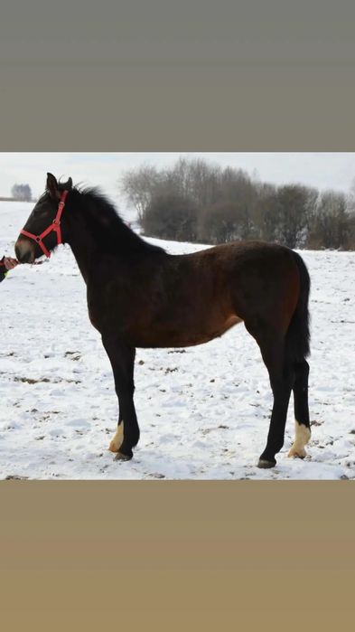 Klacz Śląska 7 miesięczna