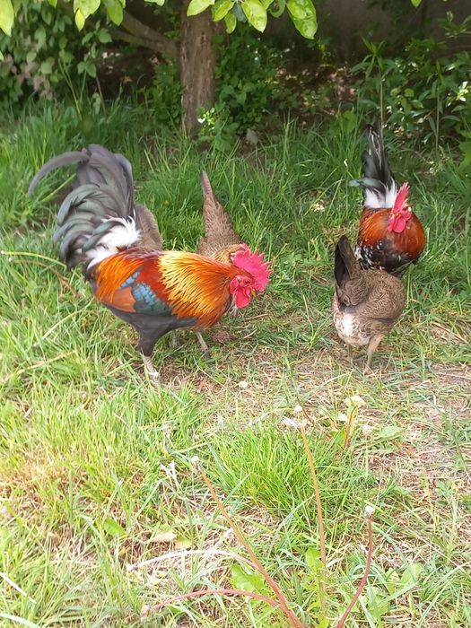 Karzełek polski kurki kury liliputki jaja jajka lęgowe