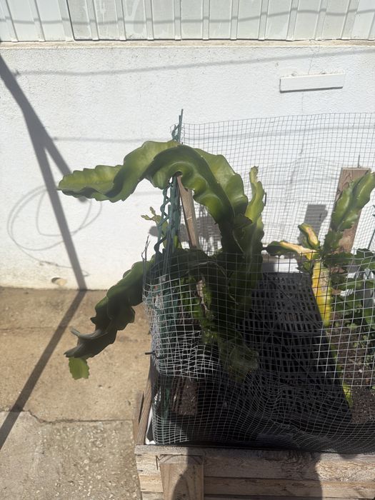 Mudas de pitaya por encomenda