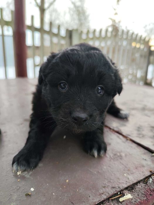 Oddam szczeniaki w dobre ręce