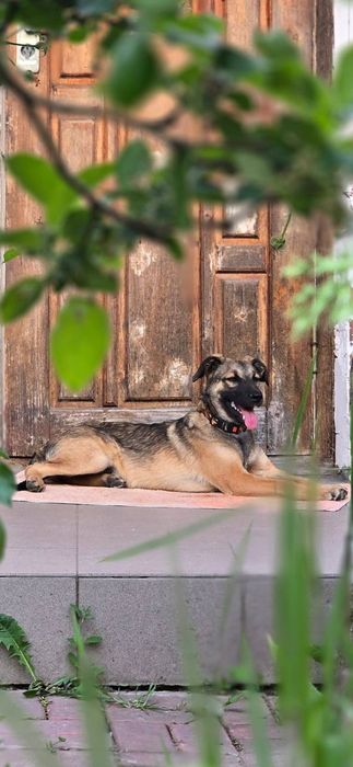 Цуценя з чудовим характером шукає люблячу сім'ю