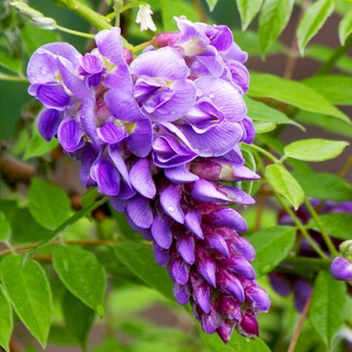 Саджанці гліцинії ОПТ–Роздріб / Саженцы глицинии ОПТ–Розница