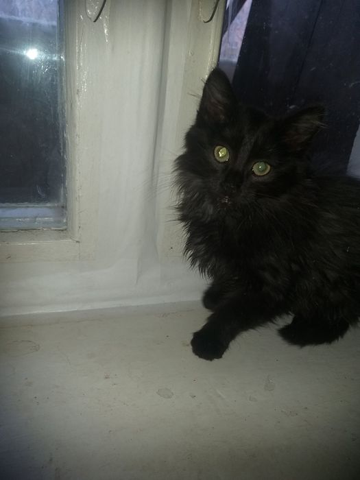 Кошенята шукають доміку