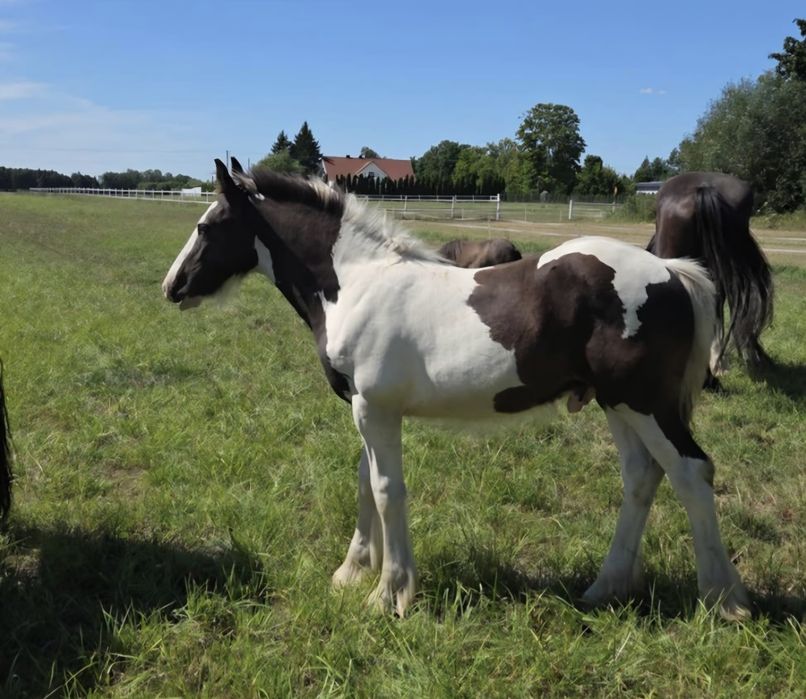 Stanówka ogier Shire KNUTSFORD RICOCHET 195cm, licencja SHS i PZHK