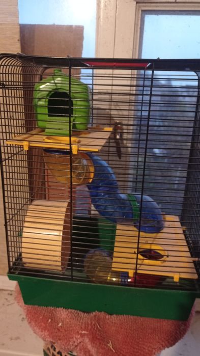 Кліточки на вибір