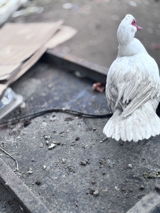 Patos e patas  pequeninis medio e grande.