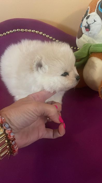 Szpic miniaturowy pomeranian piesek
