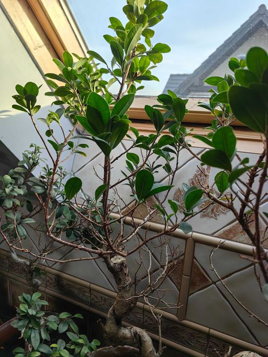 Bonsai Fikus tępy