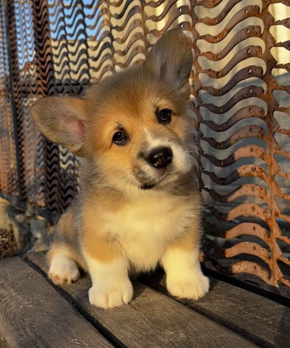 Чарівна дівчинка Уна