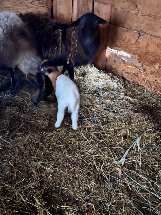 Baramki mix kamerun/ oraz koziolki po mlecznych matkach