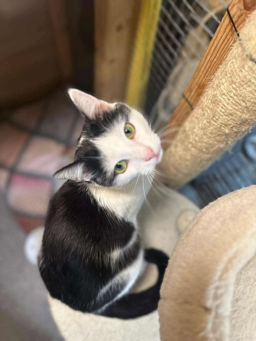 Uroczy Kacperek szuka domu