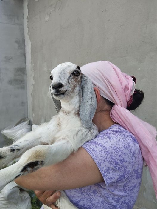 СРОЧНО!ПРОДАМ! Нубийские козочки