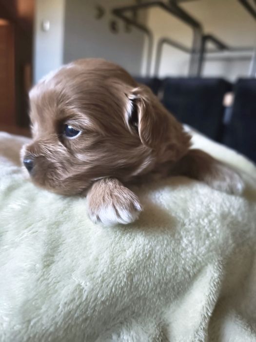 Maltipoo (Maltańczyk + Pudel Toy)
