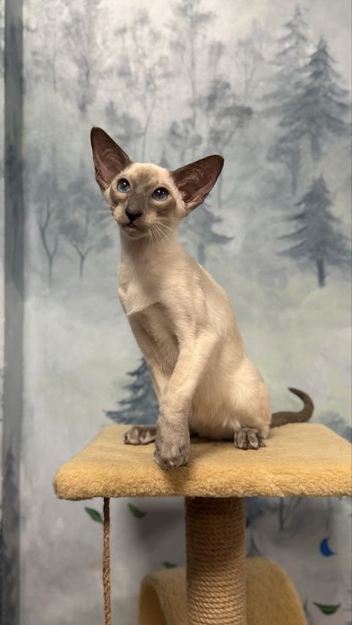Siamese, сіамський кіт Jazz