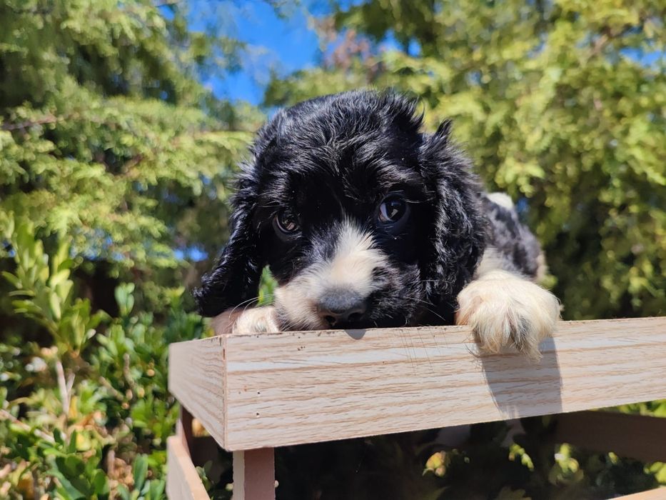 Cocker spaniel inglês macho