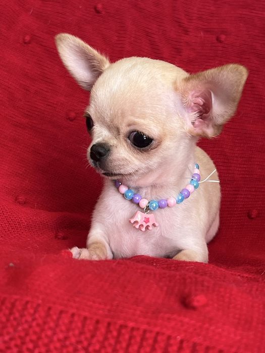 Chihuahua Macho disponivel