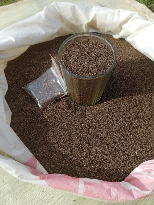 Продам насіння махорки.