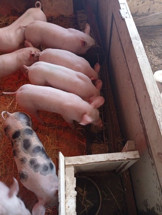 Продам поросят беконой породи!