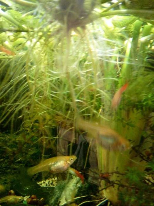 Limnobium gąbczaste do akwarium i oczka wodnego