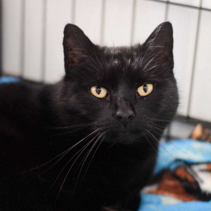 Spokojna Grażynka szuka domu