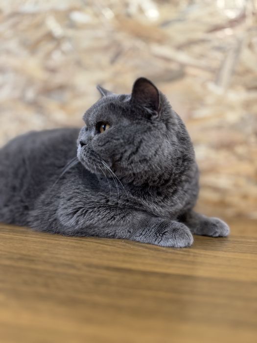 Британская кошка