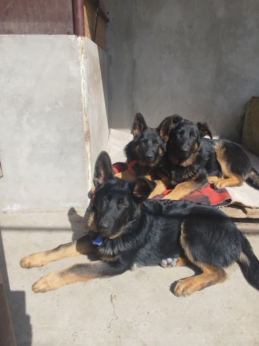 Німецькі вівчарки