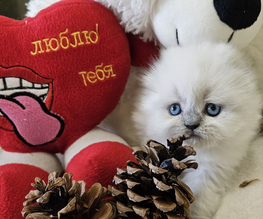 Шотландские котята. Блю поинт