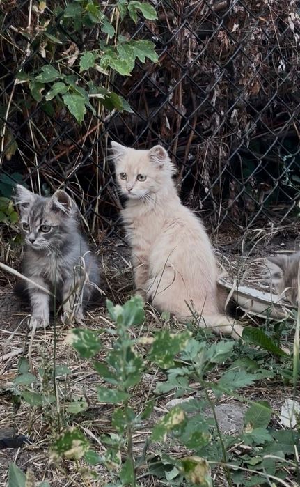 Кошенята в добрі руки