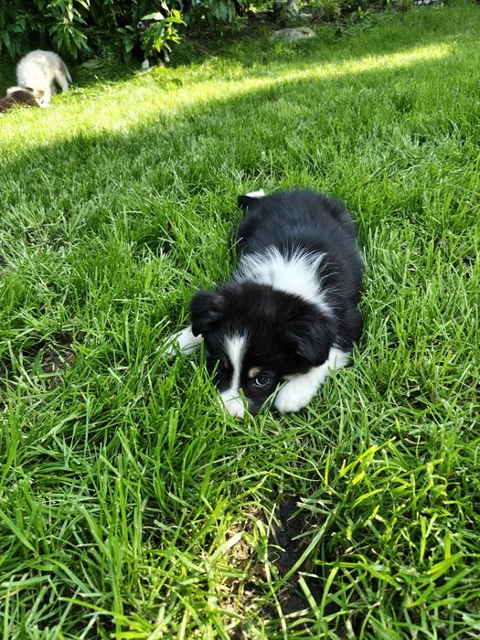EMI Szczeniak Border collie