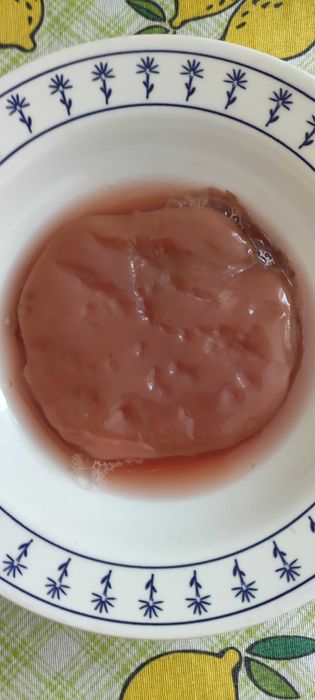 Vendo Scoby para fazer o seu próprio Scoby de Kombucha.  Portimão
