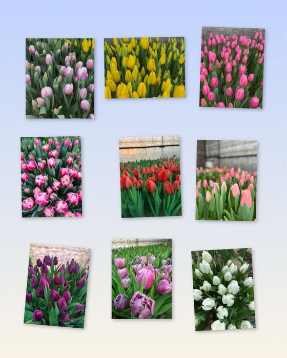 Продам цибулини тюльпанів