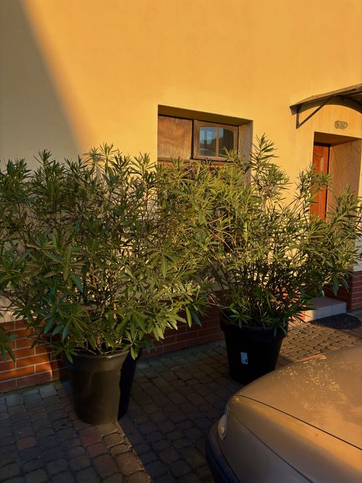 oleander pospolity