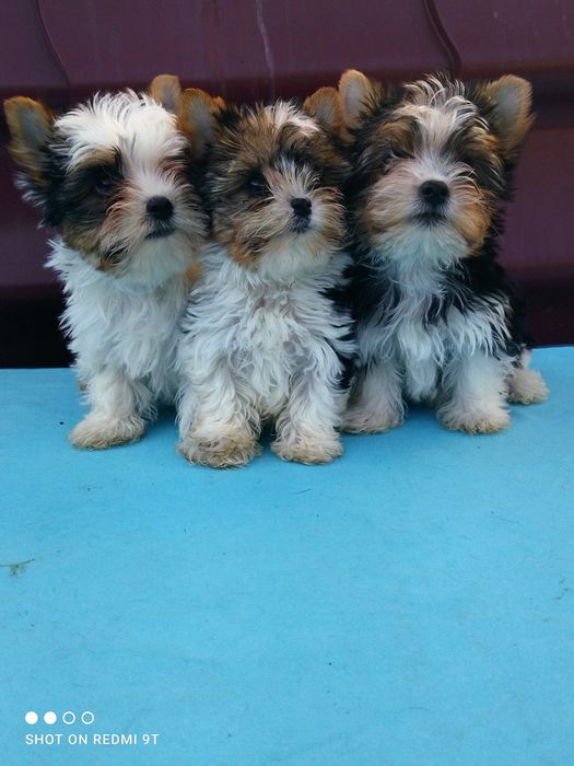 Мини малыши бивер Йорка.