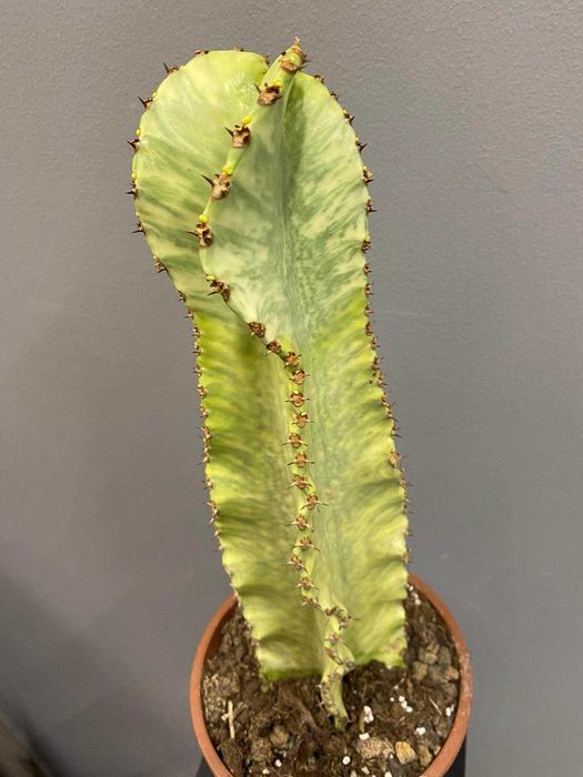 Euphorbia ingens marmorata Wilczomlecz