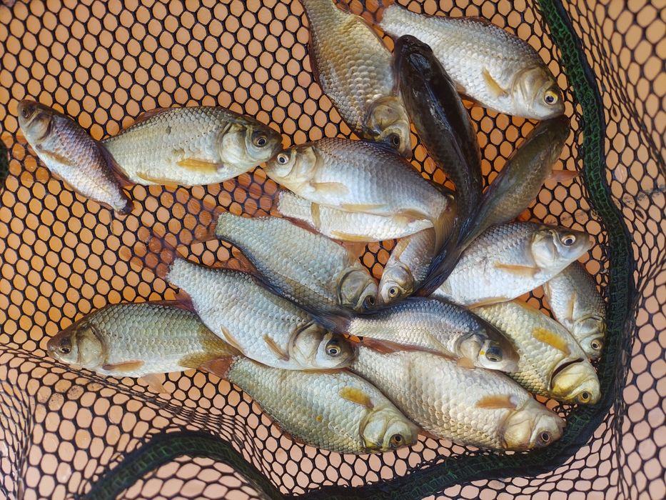 Karaś na żywca, do stawu, pokarm dla szczupaka, sandacza, zarybieniowy