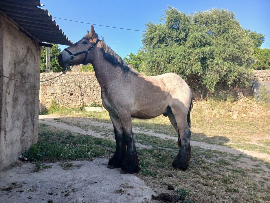 Poldro tiro belga fez 2 anos em agosto  ja com mais de 1,60cm