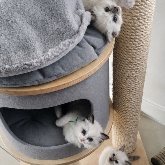 Kocięta Ragdoll - 2 kotki i dwa kocurki
